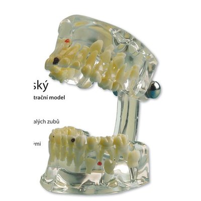 Studijní model Transparent Dětský