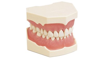 Dentalhygiene-Modell
