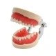 Model čelisti na okludoru, silikonová dáseň