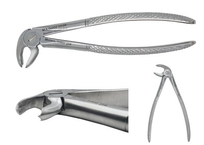 Kleště molárové, spodní