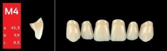Ref-Line Anterior D3 M4 zuby