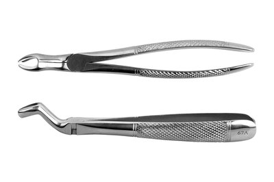 Kleszcze Berten fig. 67A górny ząb mądrości