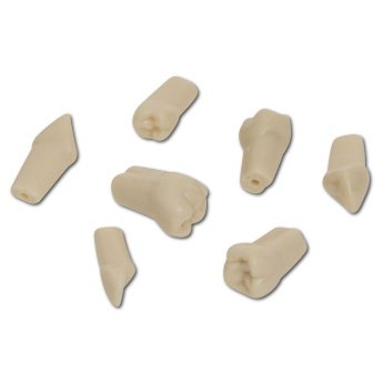 Náhr. balení modelu zubu č.10 s drátkem, 10 ks