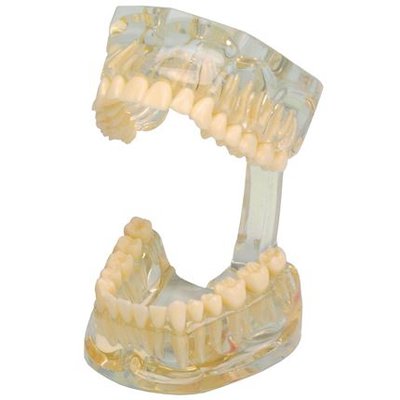 Model chrupu Transparent