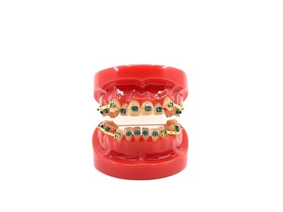 Instruktážní Ortho model zubů