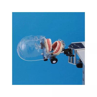 Fantom stomatologiczny z uzębieniem SIMPLE MANIKIN III zestaw standardowy