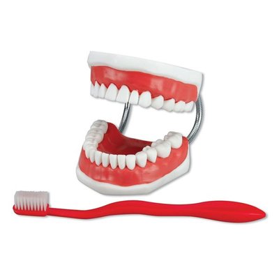 Demonstrační model čelist 2:1, pro ukázku čištění zubů