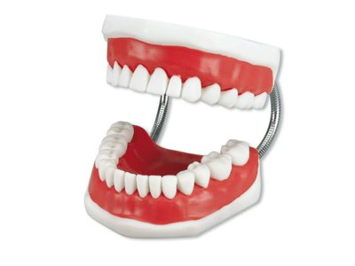 Model chrupu pro demonstraci čištění zubů - model chrupu včetně kartáčku