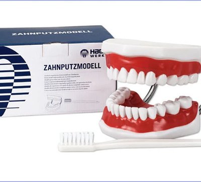 Model do instruktażu higieny jamy ustnej - kpl. model + szczotka
