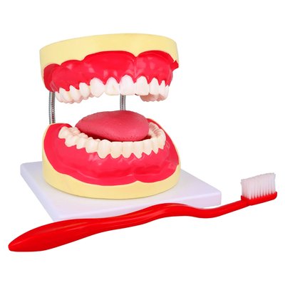 Model uzębienia + szczoteczka Falcon