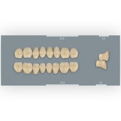 Vita zuby MFT 4M2 PU29 (A4) zadní horní 8ks