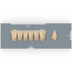 Vita zuby MFT 3M2 L37 (A3) přední dolní 6ks