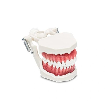 Model čelisti na okludoru, vyjímatelné zuby