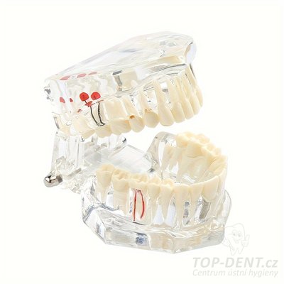 Model lidskeho chrupu anatomický, 1 ks