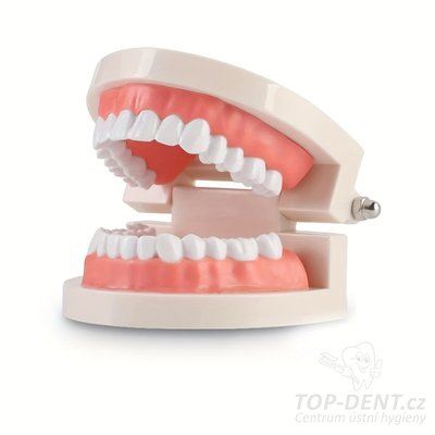 Model lidského chrupu, 1 ks