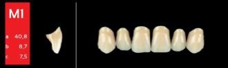Ref-Line Anterior A1 M1