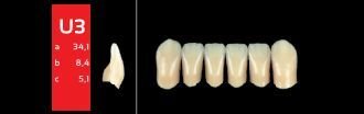 Ref-Line Anterior B3 U3 zuby
