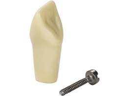 Modellzähne A-3 Z - Stück OK Nr. 11