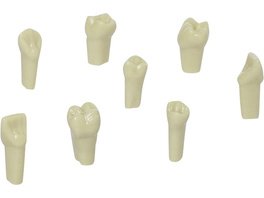 Gnathologe Modellzähne AG-3 - Packung 10 Stück 14 inklusive Schrauben