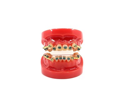 Instruktážní Ortho model zubů
