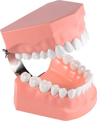 Zahnputzmodell P3B-705